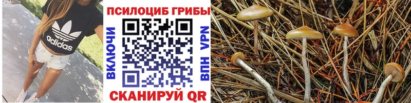 Псилоцибиновые грибы Psilocybe  OMG зеркало  Калач 